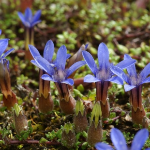 Cyananthus delavayi